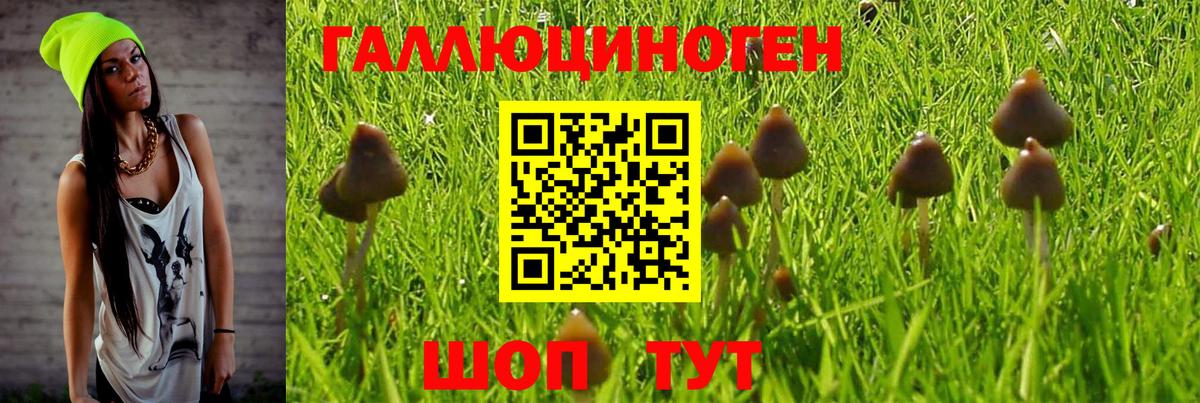 Камень-на-Оби  Галлюциногенные грибы MAGIC MUSHROOMS  Вход с VPN 
